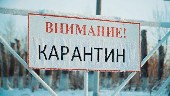 В Тюменской области ввели карантин по бешенству