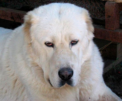 В Улан-Удэ алабай прокусил ребенку руку