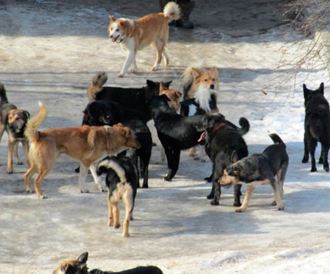В Улан-Удэ бродячие собаки регулярно нападают на детей