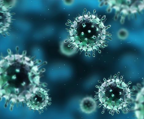 Вирус H1N1 ведет себя «по-свински»