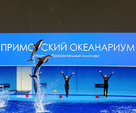 Возбуждено дело о гибели дельфинов в Приморском океанариуме