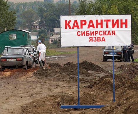 За полярным кругом России наблюдается эпидемия сибирской язвы