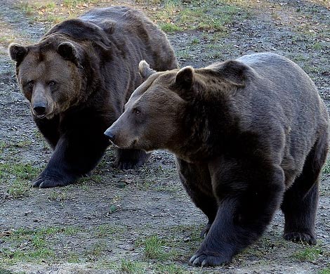 Жителей Норвегии попросили собирать медвежьи фекалии