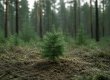 Маленькое, но очень настоящее дело: Björn устраивает самый душевный субботник весны