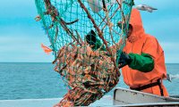 20% краболовных квот продадут с молотка
