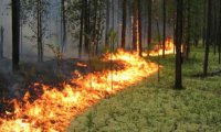 Химкинский лес едва не спалили дотла
