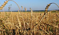 Жара «плавит» зерно