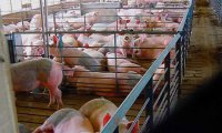 ВТО бьет по свиноводству