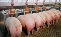 Свиноводство в депрессии