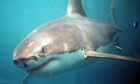 В Приморье началась охота на акул