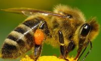 Американские фермеры обеспокоены массовой гибелью пчёл