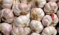Аромат чеснока привлекает женщин