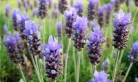 Аромат лаванды укрепляет доверие