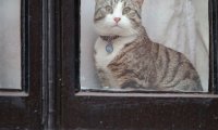 Ассанж отдал кота, с которым жил в Лондоне
