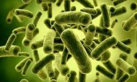 Бактерии человеческого организма способны действовать как лекарства 