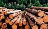 Беларусь может запретить вывоз необработанной древесины