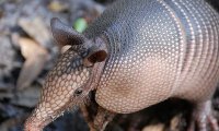 Биологи определили потомков громадного броненосца