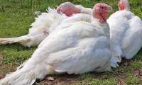 Индейку с гриппом распространили по всей стране