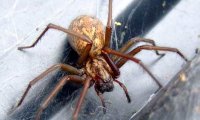 Британцев предупредили о нашествии гигантских пауков этой осенью