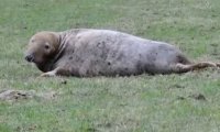 Британский фермер обнаружил в поле тюленя