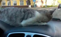 Брянский автолюбитель выложил в сеть видео с кошкой-штурманом