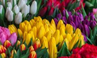 Букет тюльпанов превратился в «золотой»!