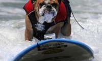 Бульдог из Сан-Диего победил в соревновании по собачьему серфингу