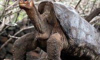 Cамец галапагосской черепахи самостоятельно уберег свой вид от вымирания