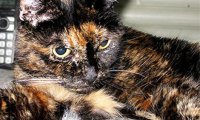Cамой старой кошкой в мире признана 26-летняя Тиффани Вторая