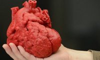 Человеческое сердце смогут напечатать на 3D-принтере