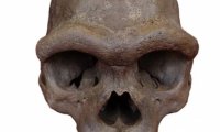 Череп "Человека-Дракона" проливает свет на тайну денисовцев