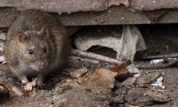 Число крыс в Нью-Йорке достигло рекордных значений