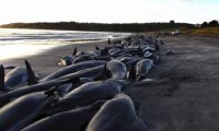Сотни черных дельфинов выбросились на берег в Новой Зеландии 