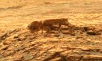 Curiosity нашел на Марсе мертвого черного гуманоида