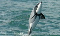 Дельфины Мауи находятся на грани вымирания
