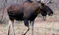 Депутат лишился полномочий за охоту на лося