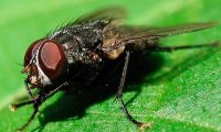 Диагностировать рак помогут мухи