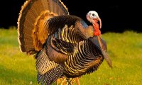 Дикие индюки оккупировали городок в Калифорнии