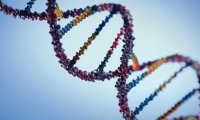 ДНК британцев помогло обнаружить гены ожирения и шизофрении
