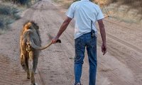 Дружба между человеком и львом длится более двух лет