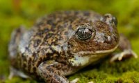 Европейские земноводные страдают от эпидемии вируса