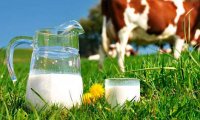Фермерское молоко опасно для здоровья
