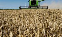 FT пророчит РФ лидерство на мировом рынке пшеницы
