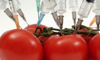 ГМО-помидоры помогут сохранить молодость