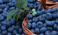 Голубика помогает предотвратить последствия жирной диеты