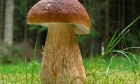 Грибная пора