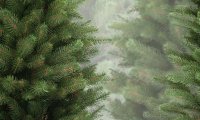 Гринпис призывает покупать на Новый год живые елки