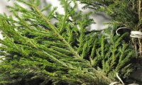 Гринпис рекомендует россиянам встречать Новый год с еловыми ветками