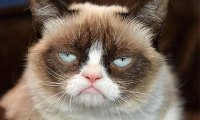 Grumpy Cat будет увековечена в галерее мадам Тюссо