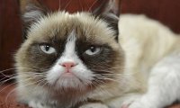 Grumpy Cat принесла своей хозяйке $100 млн 